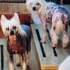 Minnie e Shila