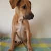 Néwis, mâle croisé berger, né le 15/06/2025 🐶