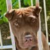 Pollux, mâle croisé shar pei, né le 03/06/2024🐶