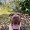 Pollux, mâle croisé shar pei, né le 03/06/2024🐶