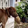 Pollux, mâle croisé shar pei, né le 03/06/2024🐶