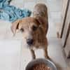 TEQUILA, chiot femelle croisée