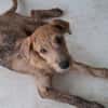TEQUILA, chiot femelle croisée