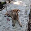 TEQUILA, chiot femelle croisée