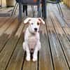 ARCHIE, chiot mâle Berger Créole