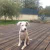 ARCHIE, chiot mâle Berger Créole