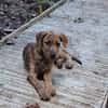 MARGARITA, chiot femelle croisée