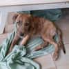 MARGARITA, chiot femelle croisée