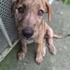 MARGARITA, chiot femelle croisée