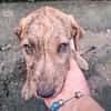 MARGARITA, chiot femelle croisée