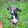 YUKI, chiot Berger Créole mâle