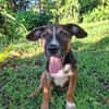 YUKI, chiot Berger Créole mâle