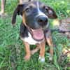 YUKI, chiot Berger Créole mâle