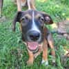 YUKI, chiot Berger Créole mâle