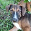 YUKI, chiot Berger Créole mâle