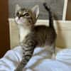 GRIZ, chaton mâle européen