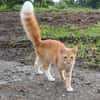 HORUS, chat junior mâle type européen
