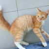 HORUS, chat junior mâle type européen