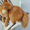 HORUS, chat junior mâle type européen