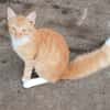 HORUS, chat junior mâle type européen