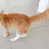 HORUS, chat junior mâle type européen