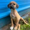 🐾 À L’ADOPTION – MOWGLY, un petit cœur à croquer ! 🐾