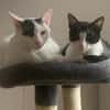 Penny und Pepe suchen ein Zuhause