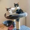 Penny und Pepe suchen ein Zuhause