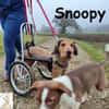 Rollt Snoopy ins Hundeglück?