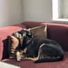 Axel - sanfter Familienhund