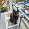 Lackfellchen Nia sucht ihre Familie