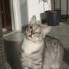 Moody -1 Jahr- FelV+ -Blind- verspielt