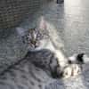 Moody -1 Jahr- FelV+ -Blind- verspielt