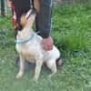 LASSIE - geb. ca. 06/2020 - Beagle Mix