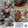LISABETH -toller Familienhund-