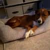 LISABETH -toller Familienhund-