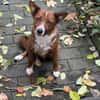 LISABETH -toller Familienhund-