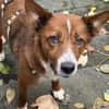 LISABETH -toller Familienhund-