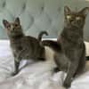 Fairy & Caillou suchen ein neues Zuhause