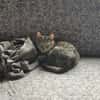 Kater Akari sucht sein Zuhause