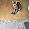 Kater Akari sucht sein Zuhause