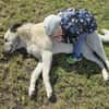Foxy, kinder- und katzenlieb, zauberhaft