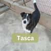TASCA, w., kastr., Mischling, ca. 65 cm