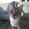 Fury - 1 Jahr alt- Blind -FelV+verspielt