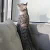 Fury - 1 Jahr alt- Blind -FelV+verspielt