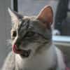 Fury - 1 Jahr alt- Blind -FelV+verspielt