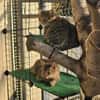 Tigermädchen Flia sucht ihre Familie