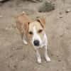 MANDO- kleiner Hund, großes Herz