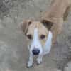MANDO- kleiner Hund, großes Herz