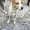 MANDO- kleiner Hund, großes Herz